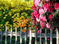 fenceline-colour