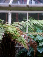 fern-house