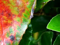 fiery-red-green-leaf-detail