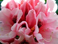 flaring-dark-pink-rhododendron-flowers