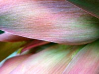 flax-flower-closeup