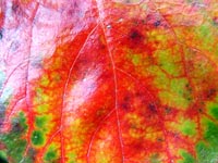 fractal-leaf-veins