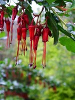 fuchsia-flowered-gooseberry