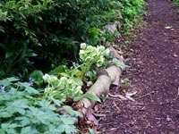 hellebore-log-wood-edged-path