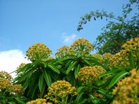 honey-spurge-blue-sky