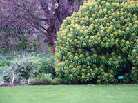 honey-spurge-lawn