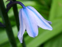 hyacinth-hispanica