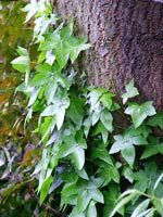 ivy-tree-bark