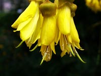 kowhai-flower