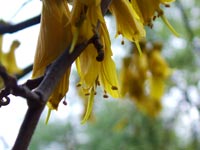 kowhai-flowers-spring