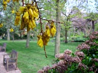 kowhai-garden-view