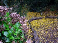 kowhai-petals-bergenias