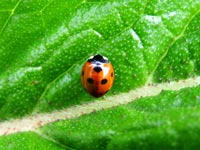 lady-bird-leaf