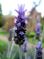 lavender-bract