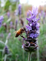 lavender-honey-bee