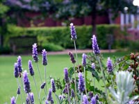 lavender-lawn-bench