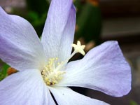 lilac-hibiscus