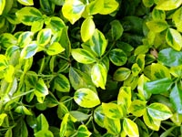 lime-green-foliage