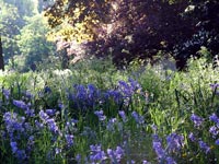 long-spring-grass