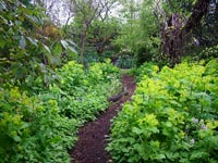 lush-woodland-path-plantings