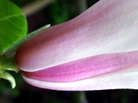 magnolia-detail