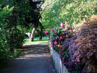 maple-rhododenodron-garden-fence