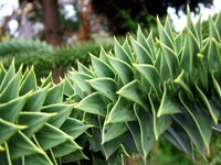 monkey-puzzle-tree