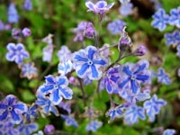 omphalodes-cappadocica