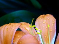 orchid-stamen-closeup