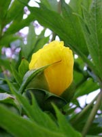 paeonia-lutea-ludlowii