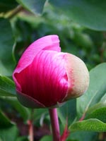 paeonia-mascula-triternata-pink