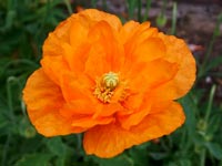 papaver-atlanticum-flore-semi-plena