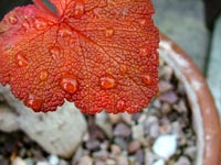 pelargonium-cotyledonis-leaf-dew