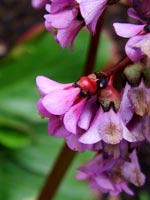 pink-bergenia-flowers