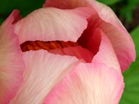 pink-peony-closeup