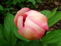 pink-peony-green-leaves