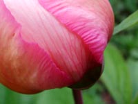 pink-peony-petal-veins