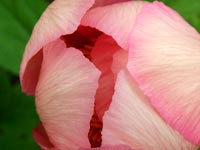 pink-peony-petals