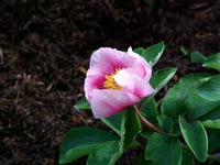 pink-peony