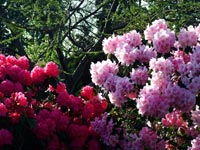 pink-purple-rhododendrons