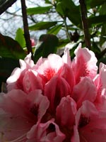 pink-white-rhododendron-sun-light