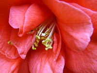 pinky-red-rhododendron-flower