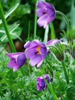 pulsatilla-vulgaris