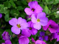 purple-aubretia-flowers