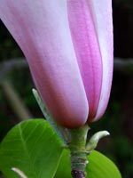 purple-magnolia-petal