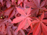 red-acer-leaves