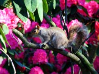 rhododenodron-squirrel