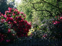 shady-rhododendrons