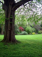 sheltered-green-tree-shades