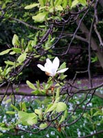 single-magnolia-spring